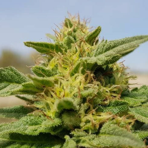 Afghan Selection - Rustam Kush